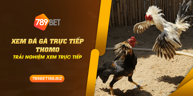 39 xem da ga truc tiep thomo trai nghiem xem truc tiep