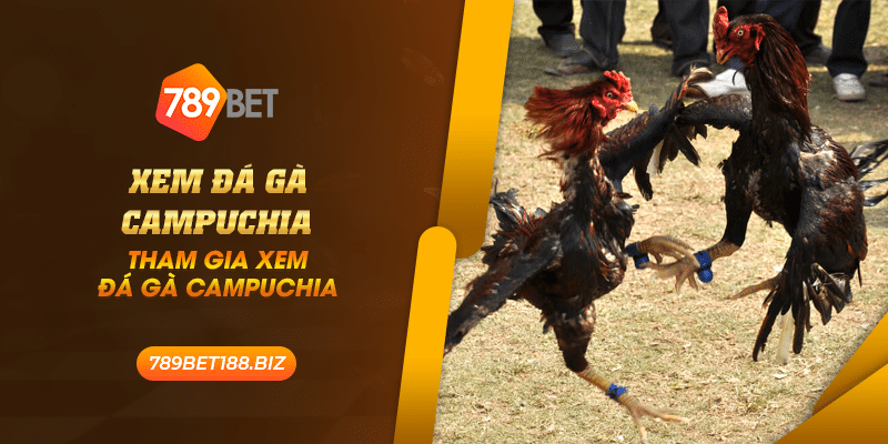 43 xem da ga campuchia tham gia xem da ga campuchia