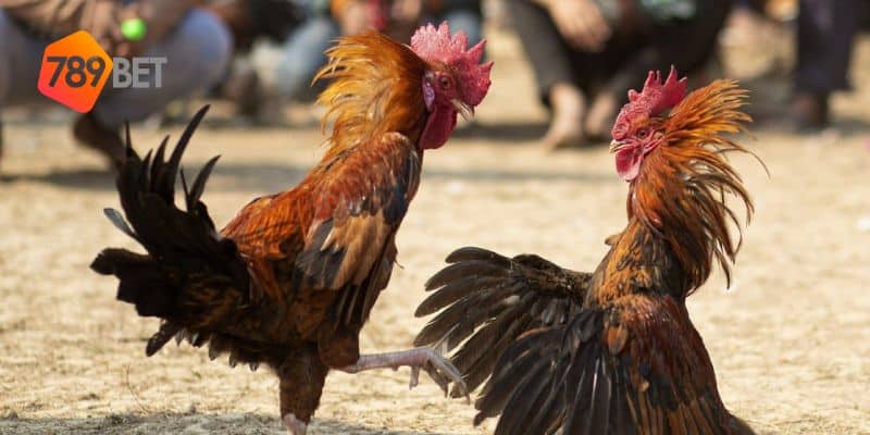 Đá Gà 10 đá gà