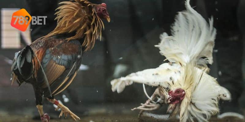 Đá Gà 11 đá gà