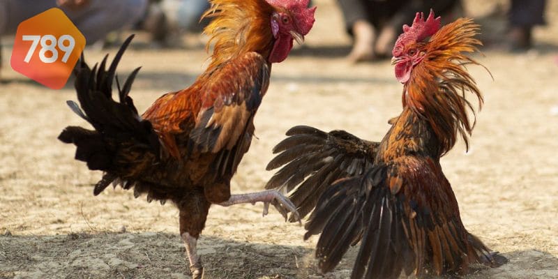 Đá gà online: Trải nghiệm những sân chơi uy tín 4 Đá gà online