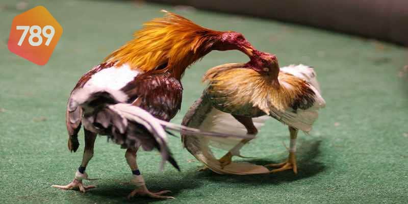 Xem đá gà Campuchia: Tham gia xem đá gà Campuchia 2 Xem đá gà Campuchia