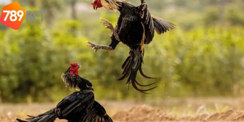 Trải Nghiệm Cược Đá Gà Casino Đầy Sôi Động Tại 789bet 3 Đa dạng cách thức đặt cược vô cùng hấp dẫn