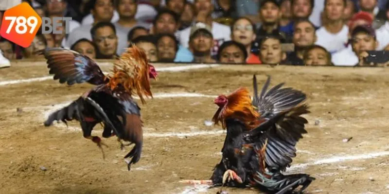 Trải Nghiệm Cược Đá Gà Casino Đầy Sôi Động Tại 789bet 4 Cổng game 789Bet có hệ thống giám sát chặt chẽ