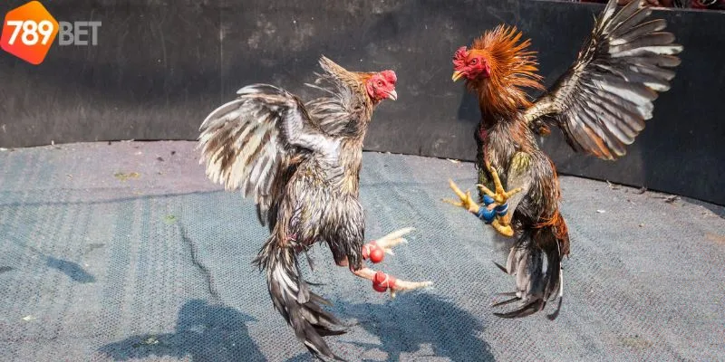 Tổng quan luật cược Đá gà Campuchia trực tiếp