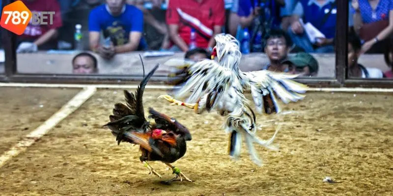 Chi tiết tham cá cược tại đá gà Campuchia trực tiếp