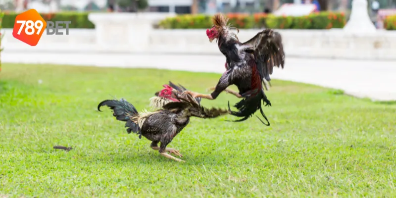 Cách tham gia cược đấu gà tỷ phú