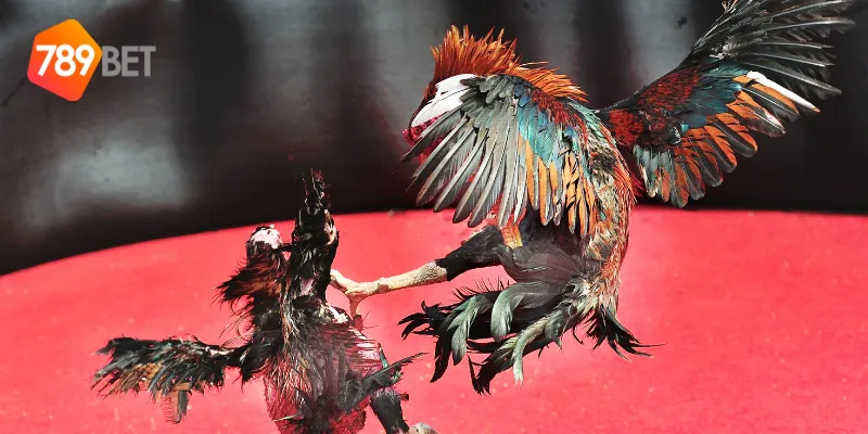 Chiến thuật thắng trong đá gà đẳng cấp
