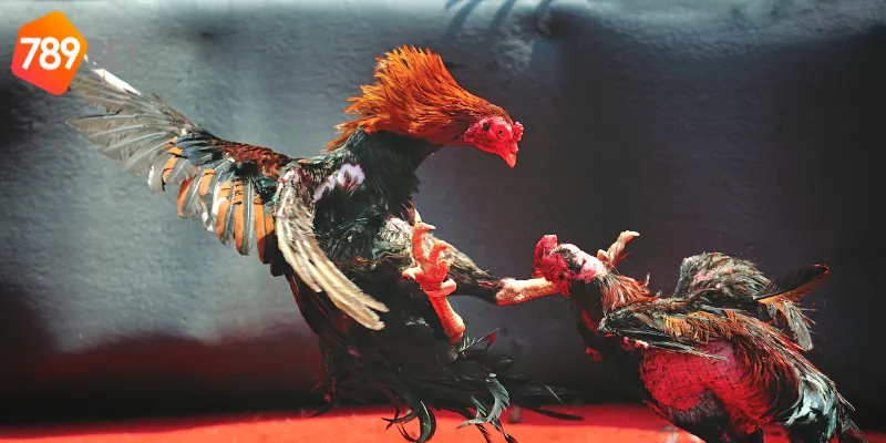 Đặc điểm của đá gà đẳng cấp