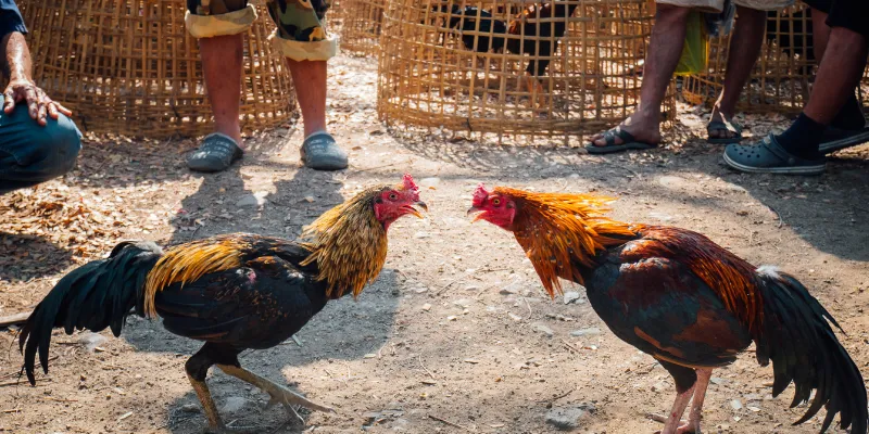 Giới thiệu về đấu gà tỷ phú