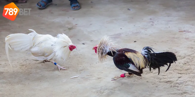 Nghiên cứu chiến kê tham gia đấu gà tỷ phú