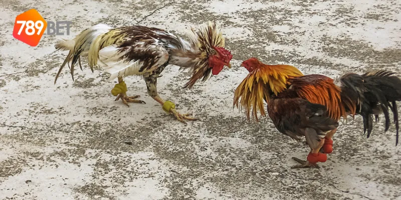 Tỷ lệ cược hấp dẫn của đá gà đẳng cấp