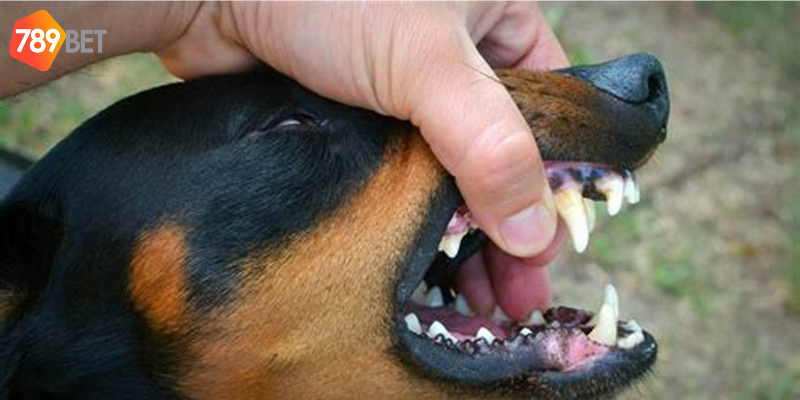 Những con số may mắn trong lô đề khi nằm mơ thấy chó cắn