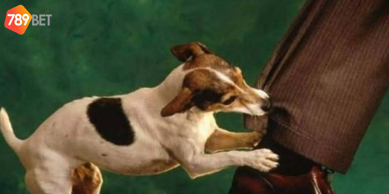 Những điềm báo liên quan đến giấc mơ chó cắn