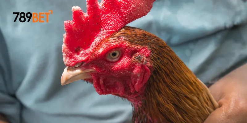 Cách cá cược đá gà trực tuyến quốc tế thắng lớn