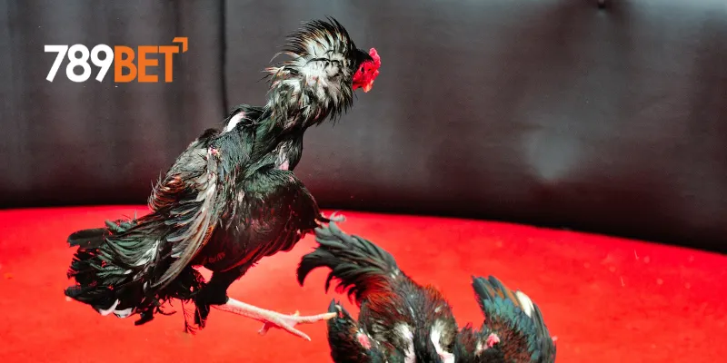 Cách tham gia đá gà trực tiếp bình luận