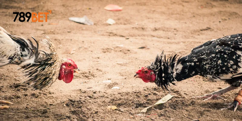 Cách tham gia đặt cược đá gà trực tuyến quốc tế