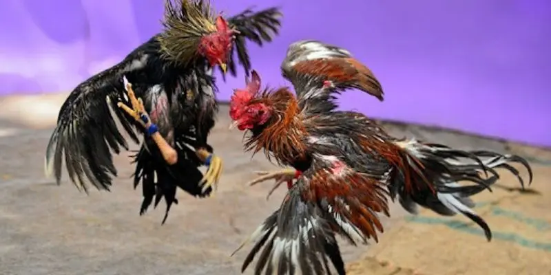 Đá Gà Tre Nhanh : Trận Đấu Nảy Lửa, Cơ Hội Chiến Thắng Cao 2 Tìm hiểu về đá gà tre nhanh