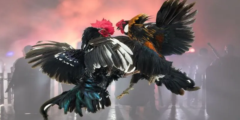 Mẹo cược hiệu quả trong đá gà Campuchia