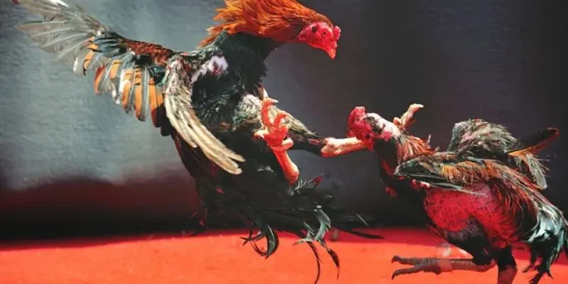 Kể tên những kèo cược đá gà thomo phổ biến 