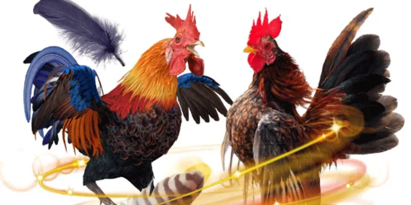 Các yếu tố quan trọng khi đá gà thomo