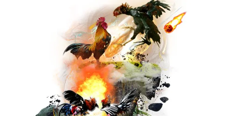 Mẹo hay giúp trực tiếp đá gà thomo hiệu quả 