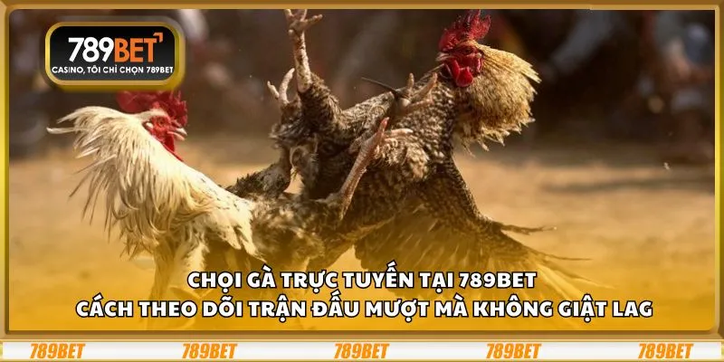 Chọi gà trực tuyến tại 789Bet: Cách theo dõi trận đấu mượt mà không giật lag