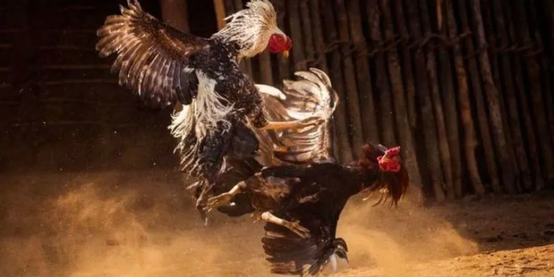 Cách bước để theo dõi trận đấu chọi gà mượt mà 